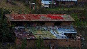Rooftop chilies